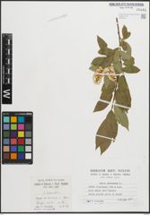 Foto von Salix pentandra L.